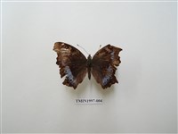 藏品(琉璃蛺蝶)的圖片